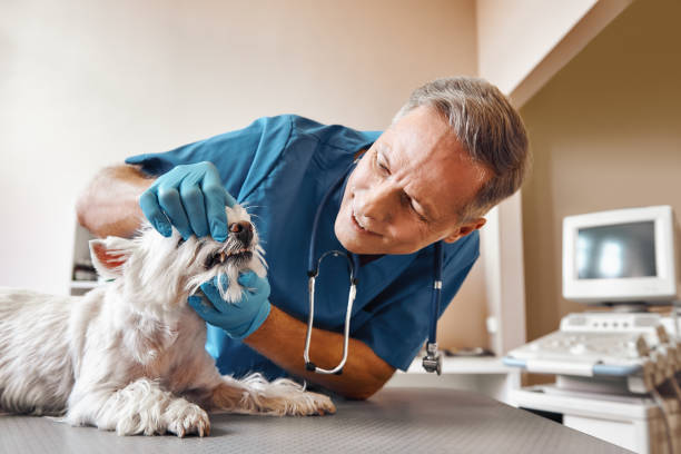 Best Mobile Emergency Dentist in Keizer, OR